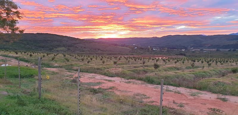 Orchard rows below hills at sunset